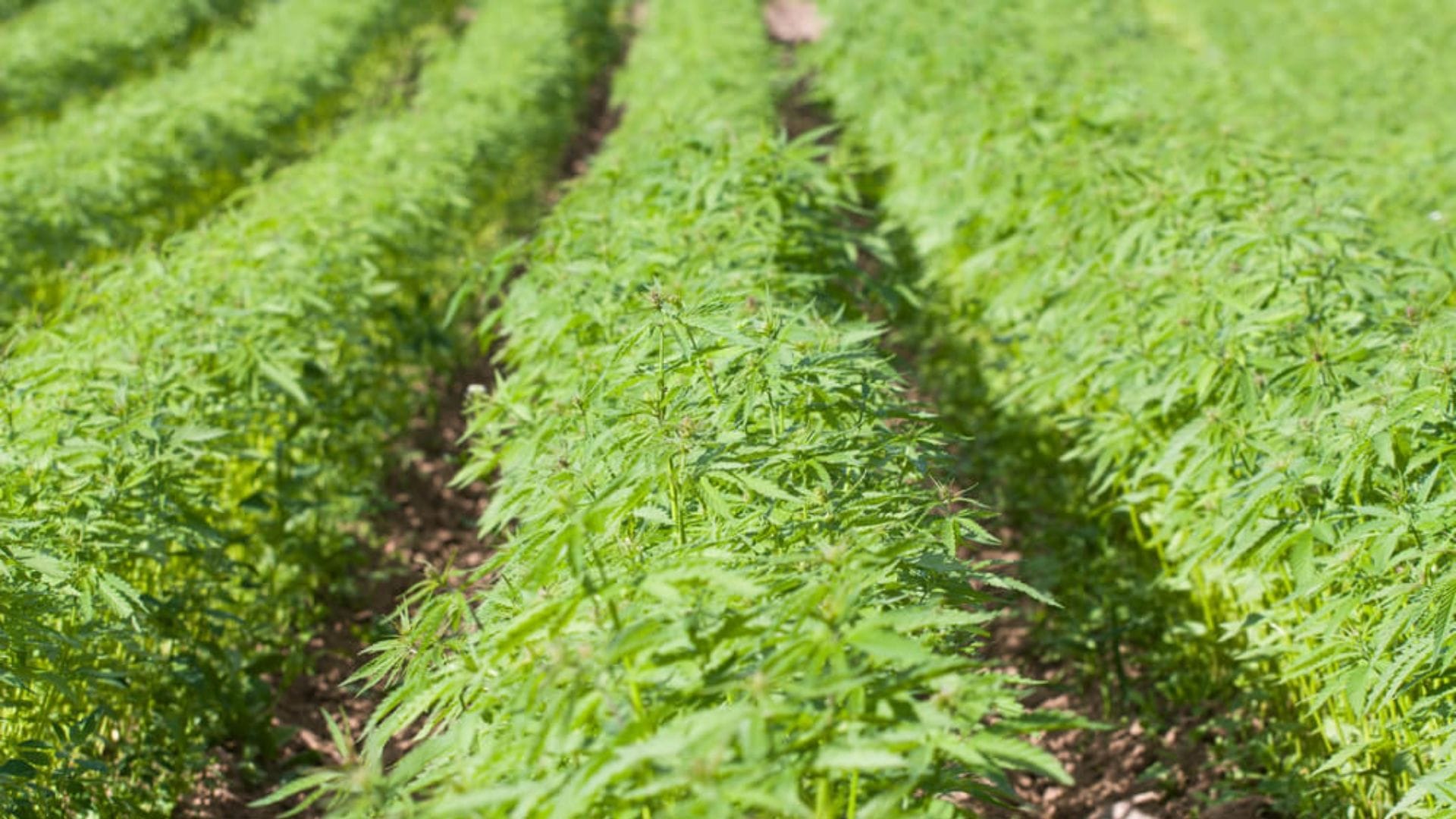 Rows of green BritGrain Auto hemp plants grow in a sunny outdoor field, with healthy foliage stretching into the distance and soil visible between the rows.