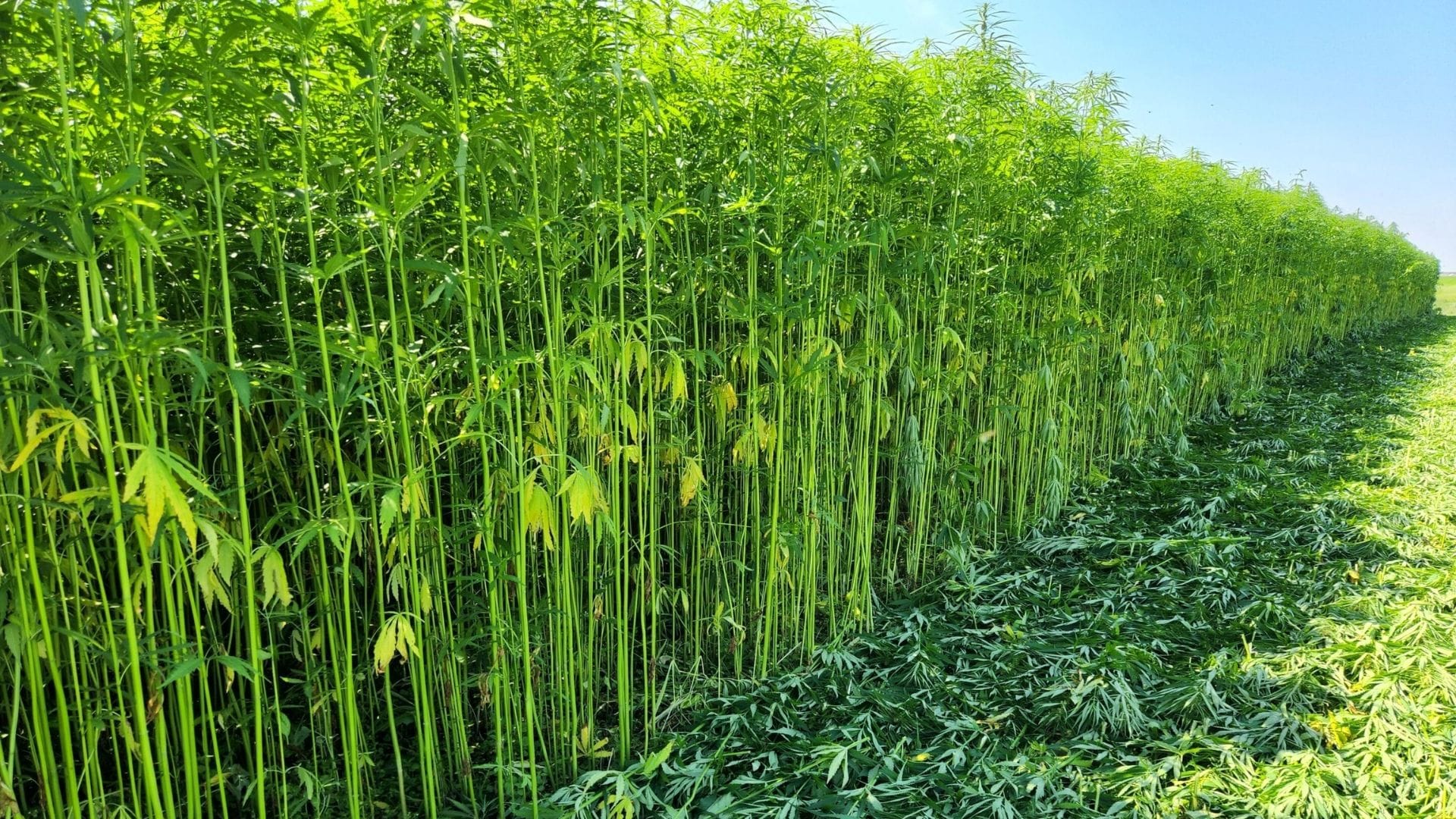 A dense row of tall, green LongLine Fibre plants with slender stalks and narrow leaves stands next to a path covered in cut leaves, under a sunny blue sky.