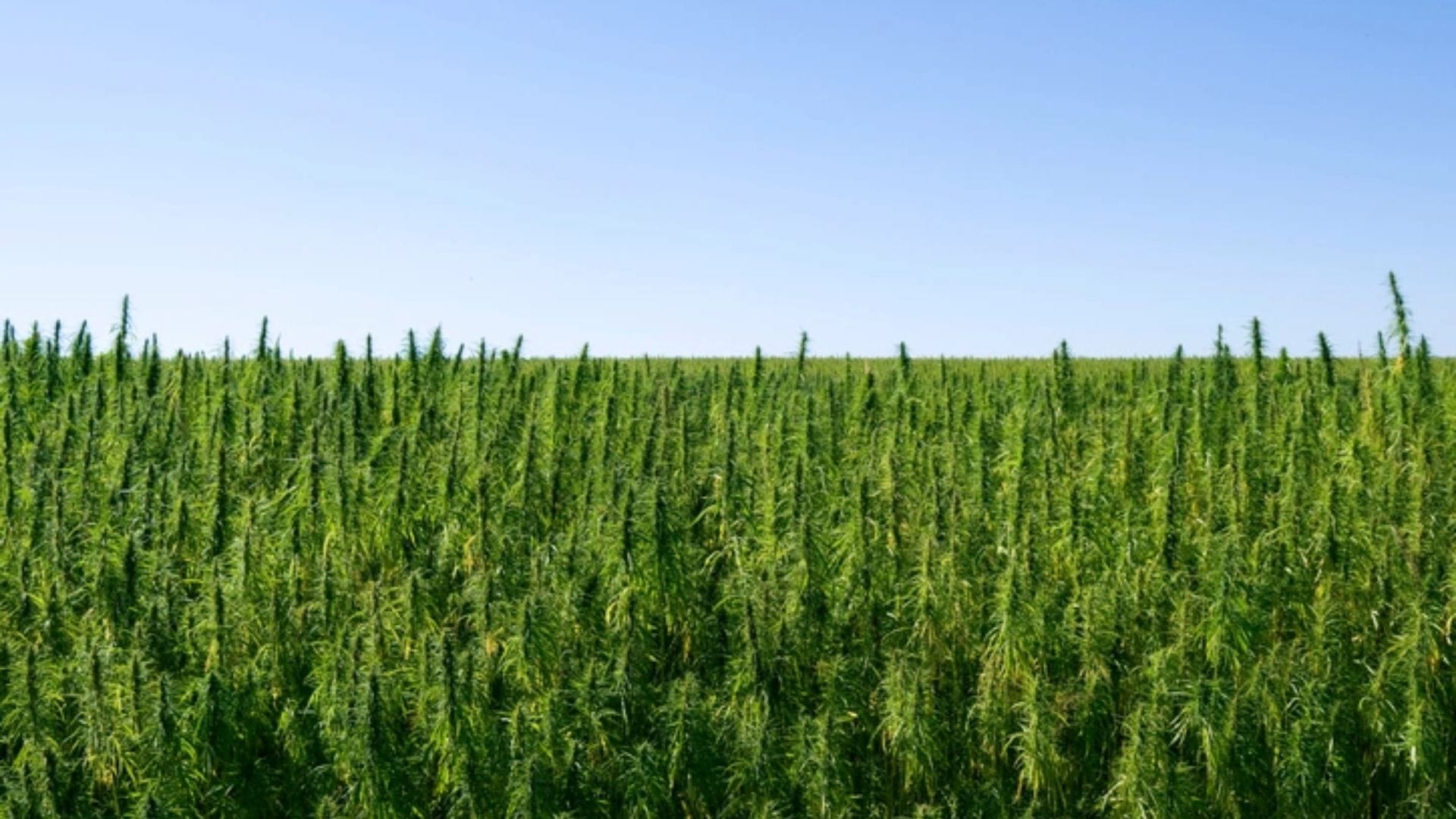 A vast field of tall green hemp plants stretches toward the horizon under a clear blue sky, flourishing thanks to YieldMax Duo.