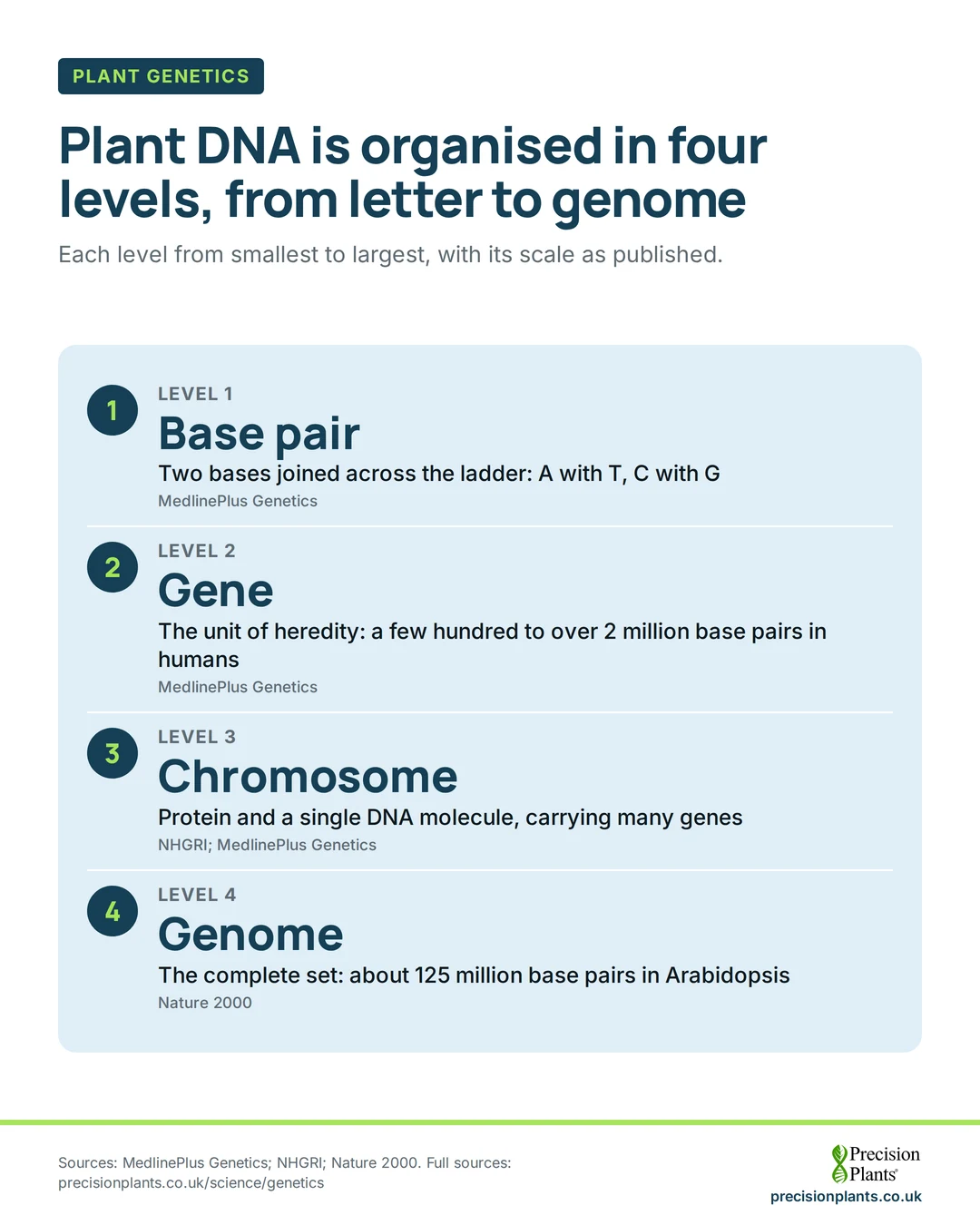Animation: 4 levels of heredity: base pair, gene (a few hundred to over 2 million base pairs in humans), chromosome, and genome (about 125 million base pairs in Arabidopsis).