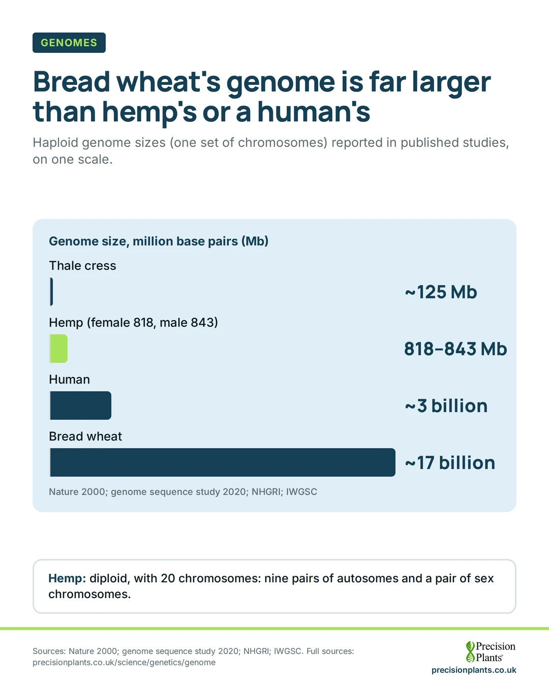 Bar chart: haploid genome size: thale cress about 125 Mb, hemp 818 to 843 Mb, human about 3 billion base pairs, bread wheat about 17 billion base pairs.
