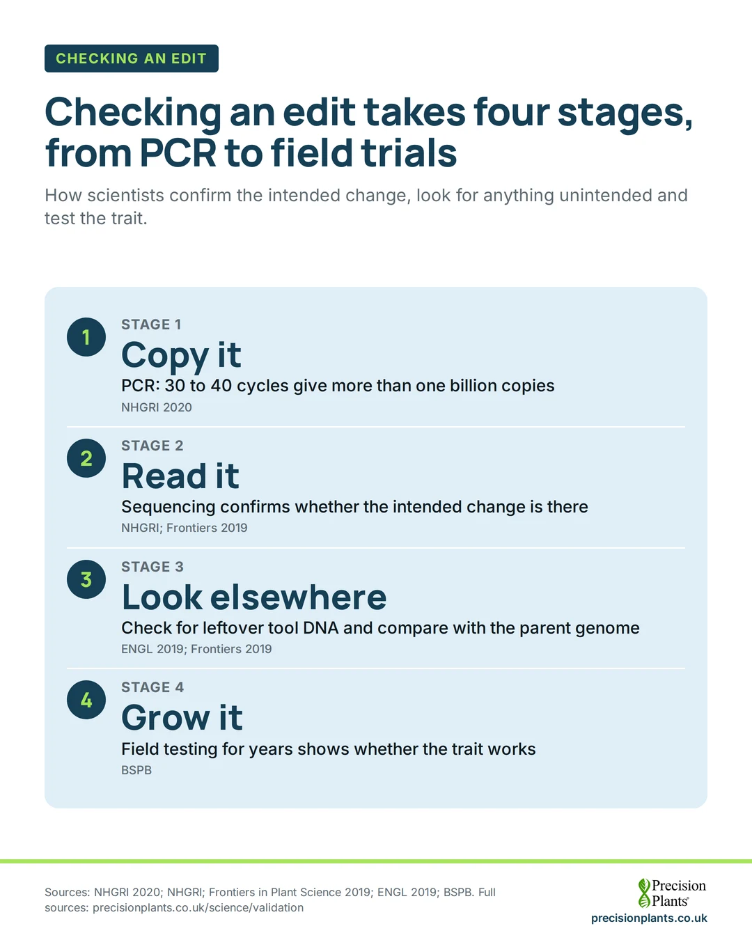 Infographic: 4 stages of checking an edit: copy the region by PCR, read it by sequencing, look for leftover or unintended changes, then grow and test the plant.