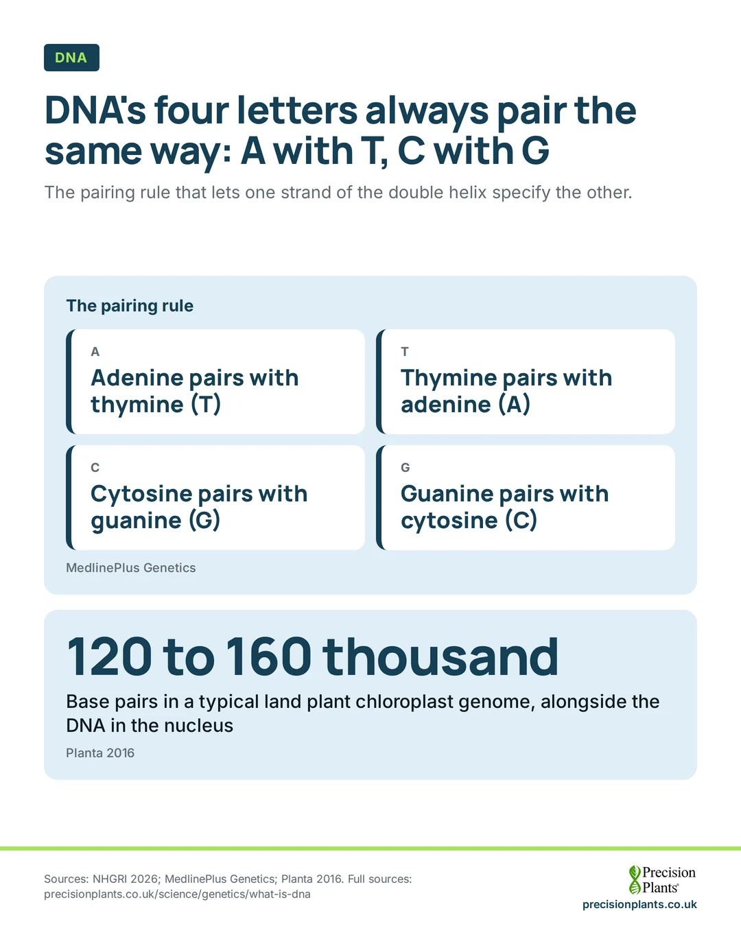 Infographic: the DNA pairing rule: adenine pairs with thymine, cytosine with guanine. A land plant chloroplast genome is about 120 to 160 thousand base pairs.